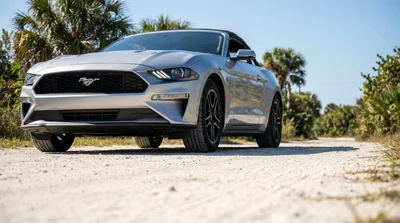 White car hire parked near a sunny Florida beach with ocean waves and tall palm trees